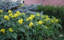 Creeping Oregon Grape (Mahonia Repens) - 1 Gallon Pot -Garden & Outdoor Sale Shop mahonia repens creeping oregon grape 9