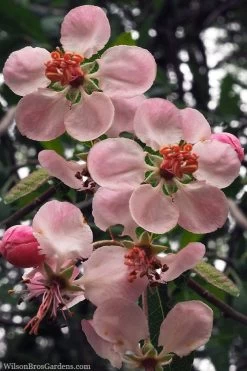 Southern Crabapple (Malus Angustifolia) - 3 Gallon Pot -Garden & Outdoor Sale Shop malus angustifolia southern crabapple tree flowers 2