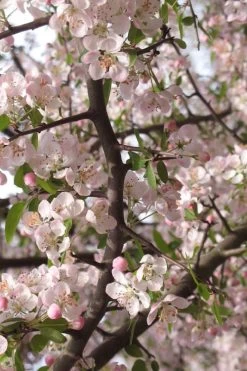Southern Crabapple (Malus Angustifolia) - 3 Gallon Pot -Garden & Outdoor Sale Shop malus angustifolia southern crabapple tree flowers 4