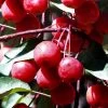 Southern Crabapple (Malus Angustifolia) - 3 Gallon Pot -Garden & Outdoor Sale Shop malus angustifolia southern crabapple tree fruits 2