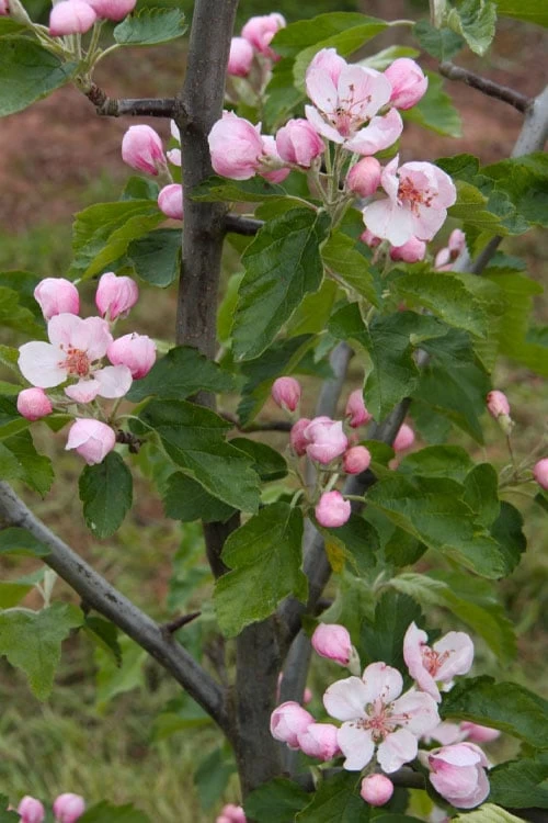 American Sweet Crabapple Tree (Malus Coronaria) - 1 Gallon Pot 7 American Sweet Crabapple Tree (Malus Coronaria) - 1 Gallon Pot - Image 5