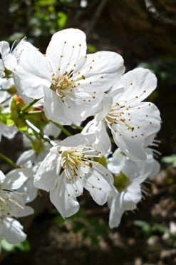 American Sweet Crabapple Tree (Malus Coronaria) - 1 Gallon Pot 15 American Sweet Crabapple Tree (Malus Coronaria) - 1 Gallon Pot -Garden & Outdoor Sale Shop malus coronaria american sweet crabapple 3