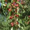 American Sweet Crabapple Tree (Malus Coronaria) - 1 Gallon Pot 1 American Sweet Crabapple Tree (Malus Coronaria) - 1 Gallon Pot -Garden & Outdoor Sale Shop malus coronaria american sweet crabapple 4