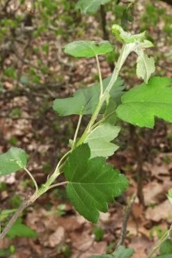 American Sweet Crabapple Tree (Malus Coronaria) - 1 Gallon Pot 17 American Sweet Crabapple Tree (Malus Coronaria) - 1 Gallon Pot -Garden & Outdoor Sale Shop malus coronaria american sweet crabapple 5