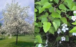 American Sweet Crabapple Tree (Malus Coronaria) - 1 Gallon Pot 16 American Sweet Crabapple Tree (Malus Coronaria) - 1 Gallon Pot -Garden & Outdoor Sale Shop malus coronaria american sweet crabapple 6
