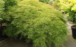 Otto's Dissectum Japanese Maple (Acer Palmatum) - 5 Gallon Pot -Garden & Outdoor Sale Shop maple japanese ottos 2 800x500 1