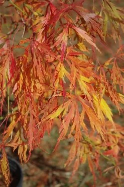Otto's Dissectum Japanese Maple (Acer Palmatum) - 5 Gallon Pot -Garden & Outdoor Sale Shop maple japanese ottos 500x750 1
