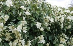 Fairy White Magnolia - 3 Gallon Pot -Garden & Outdoor Sale Shop michelia doltsopa fairy white magnolia 10