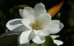 Fairy White Magnolia - 3 Gallon Pot -Garden & Outdoor Sale Shop michelia doltsopa fairy white magnolia 11