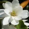 Fairy White Magnolia - 3 Gallon Pot -Garden & Outdoor Sale Shop michelia doltsopa fairy white magnolia 12