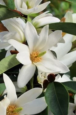Fairy White Magnolia - 3 Gallon Pot -Garden & Outdoor Sale Shop michelia doltsopa fairy white magnolia 7