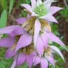 Beebop Bee Balm (Monarda Punctata) - 5 Pack Of Quart Pots 1 Beebop Bee Balm (Monarda Punctata) - 5 Pack Of Quart Pots -Garden & Outdoor Sale Shop monarda punctata beebop bee balm 1