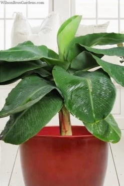 Little Prince Banana Plant - 1 Gallon Pot -Garden & Outdoor Sale Shop musa little prince dwarf banana plant 1