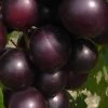 Jumbo Black Muscadine Grape Vine - 6 Pack Of 1 Gallon Pots -Garden & Outdoor Sale Shop muscadine jumbo 100