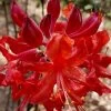 Radiant Red Aromi Azalea (Rhododendron Hybrid) - 2 Gallon Pot -Garden & Outdoor Sale Shop native azalea radiant red 5