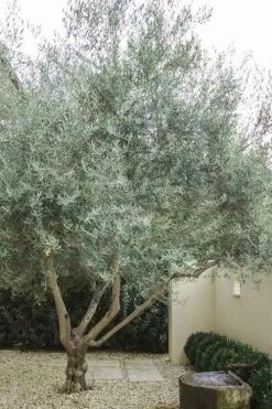 Arbequina Olive Tree - 7 Gallon Pot (3-4') -Garden & Outdoor Sale Shop olive tree arbequina 4 1