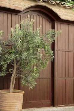 Arbequina Olive Tree - 7 Gallon Pot (3-4') -Garden & Outdoor Sale Shop olive tree arbequina 6 1