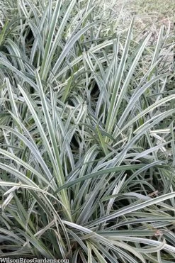 Silver Mist Mondo Grass - 6 Pack Of Pint Pots -Garden & Outdoor Sale Shop ophiopogon japonicus silver20mist modo grass 2