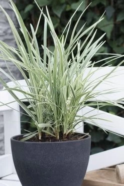 Silver Mist Mondo Grass - 6 Pack Of Pint Pots -Garden & Outdoor Sale Shop ophiopogon japonicus silver20mist modo grass 3