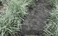 Silver Mist Mondo Grass - 6 Pack Of Pint Pots -Garden & Outdoor Sale Shop ophiopogon japonicus silver20mist modo grass 4