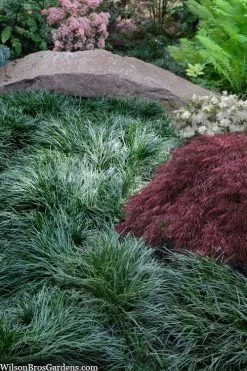 Tall Mondo Grass - 1 Gallon Pot