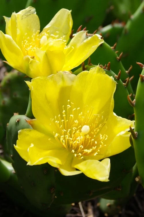 Eastern Prickly Pear Cactus (Opuntia Humifusa) - 3 Gallon Pot 12 Eastern Prickly Pear Cactus (Opuntia Humifusa) - 3 Gallon Pot - Image 10