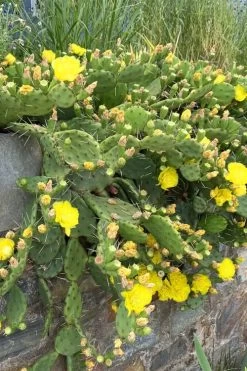 Eastern Prickly Pear Cactus (Opuntia Humifusa) - 3 Gallon Pot 16 Eastern Prickly Pear Cactus (Opuntia Humifusa) - 3 Gallon Pot -Garden & Outdoor Sale Shop opuntia humifusa eastern prickly pear cactus 10