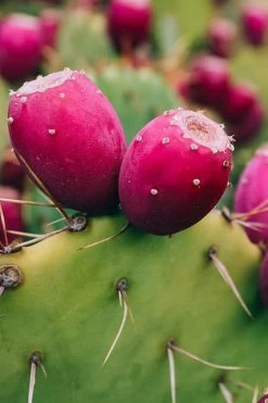 Eastern Prickly Pear Cactus (Opuntia Humifusa) - 3 Gallon Pot 19 Eastern Prickly Pear Cactus (Opuntia Humifusa) - 3 Gallon Pot -Garden & Outdoor Sale Shop opuntia humifusa eastern prickly pear cactus 12