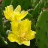 Eastern Prickly Pear Cactus (Opuntia Humifusa) - 3 Gallon Pot 1 Eastern Prickly Pear Cactus (Opuntia Humifusa) - 3 Gallon Pot -Garden & Outdoor Sale Shop opuntia humifusa eastern prickly pear cactus 2