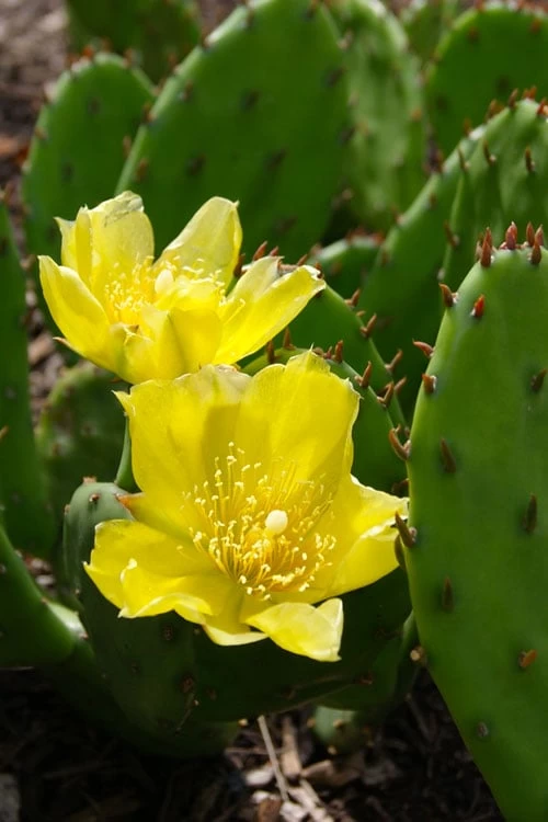 Eastern Prickly Pear Cactus (Opuntia Humifusa) - 3 Gallon Pot 3 Eastern Prickly Pear Cactus (Opuntia Humifusa) - 3 Gallon Pot