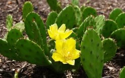 Eastern Prickly Pear Cactus (Opuntia Humifusa) - 3 Gallon Pot 23 Eastern Prickly Pear Cactus (Opuntia Humifusa) - 3 Gallon Pot -Garden & Outdoor Sale Shop opuntia humifusa eastern prickly pear cactus 3