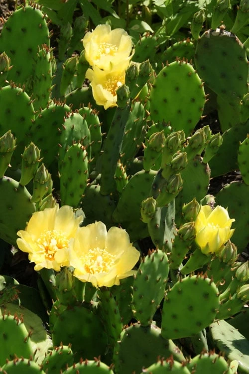 Eastern Prickly Pear Cactus (Opuntia Humifusa) - 3 Gallon Pot 10 Eastern Prickly Pear Cactus (Opuntia Humifusa) - 3 Gallon Pot - Image 8