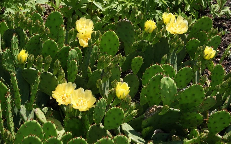 Eastern Prickly Pear Cactus (Opuntia Humifusa) - 3 Gallon Pot 11 Eastern Prickly Pear Cactus (Opuntia Humifusa) - 3 Gallon Pot - Image 9