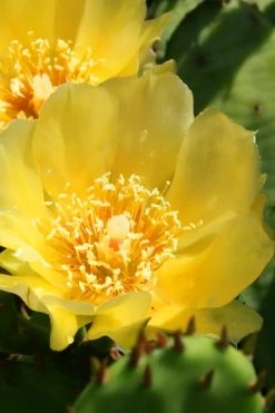 Eastern Prickly Pear Cactus (Opuntia Humifusa) - 3 Gallon Pot 17 Eastern Prickly Pear Cactus (Opuntia Humifusa) - 3 Gallon Pot -Garden & Outdoor Sale Shop opuntia humifusa eastern prickly pear cactus 6
