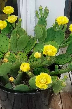 Eastern Prickly Pear Cactus (Opuntia Humifusa) - 3 Gallon Pot 18 Eastern Prickly Pear Cactus (Opuntia Humifusa) - 3 Gallon Pot -Garden & Outdoor Sale Shop opuntia humifusa eastern prickly pear cactus 9