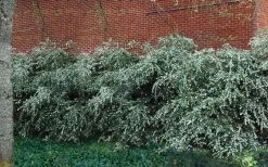 Delavay Tea Olive (Osmanthus Delavayi) - 5 Gallon Pot -Garden & Outdoor Sale Shop osmanthus delavayi delavay tea olive 1