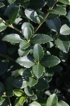 Delavay Tea Olive (Osmanthus Delavayi) - 5 Gallon Pot -Garden & Outdoor Sale Shop osmanthus delavayi delavay tea olive 10