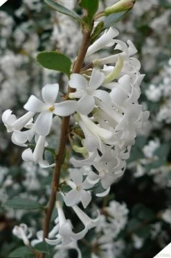 Delavay Tea Olive (Osmanthus Delavayi) - 5 Gallon Pot -Garden & Outdoor Sale Shop osmanthus delavayi delavay tea olive 2