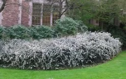 Delavay Tea Olive (Osmanthus Delavayi) - 5 Gallon Pot -Garden & Outdoor Sale Shop osmanthus delavayi delavay tea olive 6