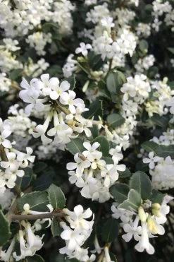 Delavay Tea Olive (Osmanthus Delavayi) - 5 Gallon Pot -Garden & Outdoor Sale Shop osmanthus delavayi delavay tea olive 8
