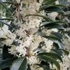 Fortune's Cold Hardy Tea Olive (Fragrant Osmanthus) - 7 Gallon Pot (5-6') -Garden & Outdoor Sale Shop osmanthus fortunei fortunes tea olive 30 5