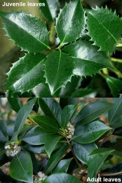 Fortune's Cold Hardy Tea Olive (Fragrant Osmanthus) - 3 Gallon Pot -Garden & Outdoor Sale Shop osmanthus fortunei fragrant tea olive 12 3