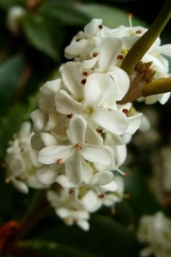 Fortune's Cold Hardy Tea Olive (Fragrant Osmanthus) - 1 Gallon Pot -Garden & Outdoor Sale Shop osmanthus fortunei fragrant tea olive 2 4