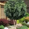 Fruitland's Fortune Tea Olive Double Trunk Tree Form - 7 Gallon Pot (4-5') -Garden & Outdoor Sale Shop osmanthus fortunei fruitlandii double trunk tea olive tree 2