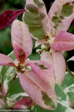 Pink Flush Variegated Tea Olive (Osmanthus Fragrans 'Yinbi Shuanghui') - 2 Gallon Pot 13 Pink Flush Variegated Tea Olive (Osmanthus Fragrans 'Yinbi Shuanghui') - 2 Gallon Pot -Garden & Outdoor Sale Shop osmanthus frangrans yinbi shuangui variegated tea olive 10