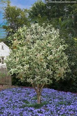 Pink Flush Variegated Tea Olive (Osmanthus Fragrans 'Yinbi Shuanghui') - 3 Gallon Pot -Garden & Outdoor Sale Shop osmanthus frangrans yinbi shuangui variegated tea olive 8 1