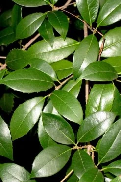 Fruitland's Fortune Tea Olive Double Trunk Tree Form - 7 Gallon Pot (4-5') -Garden & Outdoor Sale Shop osmanthus fruitlands fortune tea olive 1 1