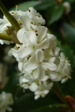 Fruitland's Fortune Tea Olive Double Trunk Tree Form - 7 Gallon Pot (4-5') -Garden & Outdoor Sale Shop osmanthus fruitlands fortune tea olive 3 1