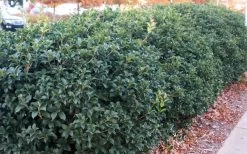 Fruitland's Fortune Tea Olive (Fragrant Osmanthus) - 3 Gallon Pot -Garden & Outdoor Sale Shop osmanthus fruitlands fortune tea olive 4