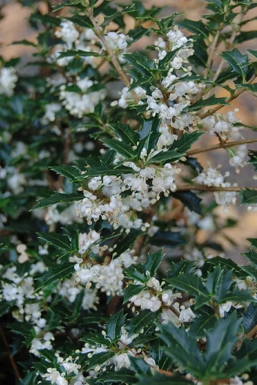 Party Princess 'Kaori Hime' Tea Olive - 7 Gallon Pot (2-3') 3 Party Princess 'Kaori Hime' Tea Olive - 7 Gallon Pot (2-3')